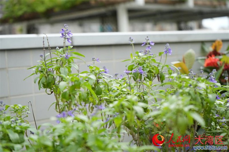 澳门旅游大学香草耕作区。东谈主民网 吴宇扬扬摄